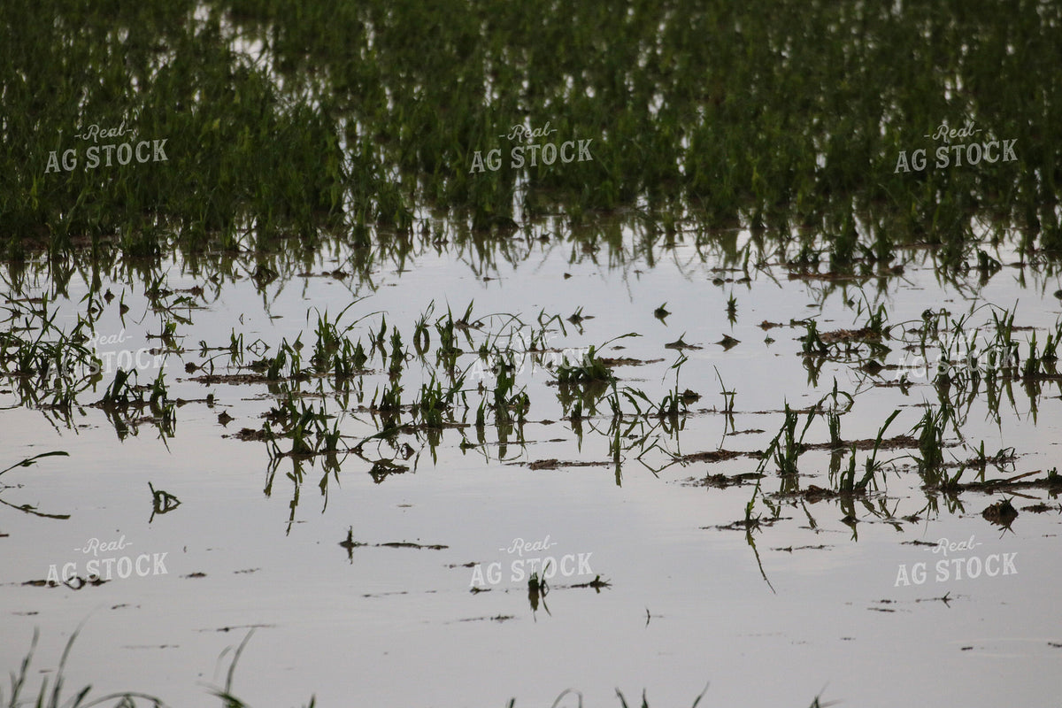 Flooded Corn Field 82504