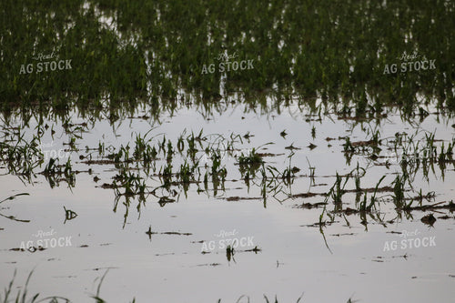 Flooded Corn Field 82504