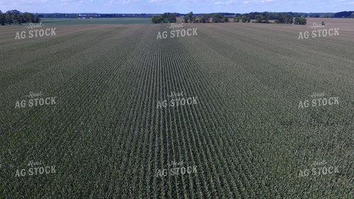 Aerial View of Corn Field 85014