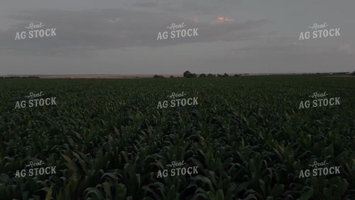 Corn Leaves Moving in the Wind at Night 239226