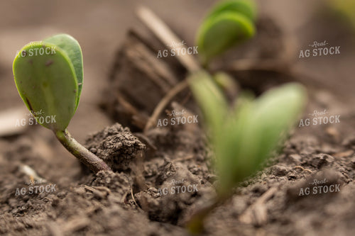 Soybeans - Early Growth 1382