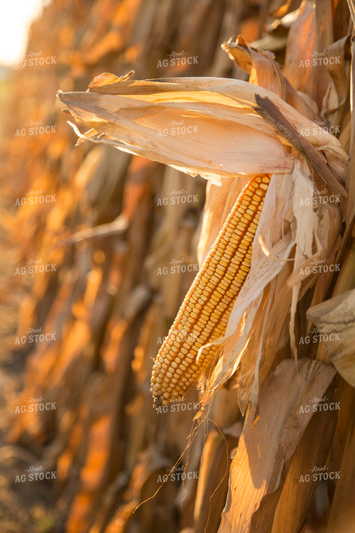 Dried Corn in Field 93040