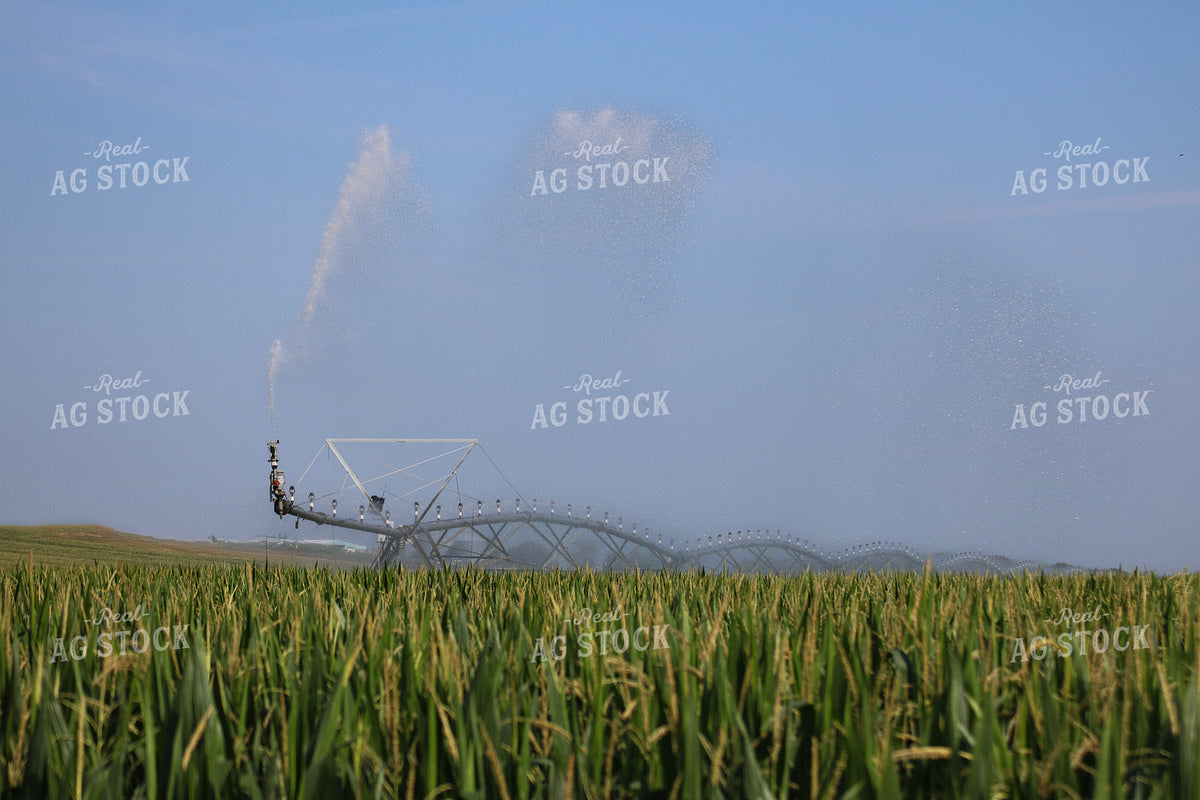 Irrigating Mid-Season Corn Field 82476