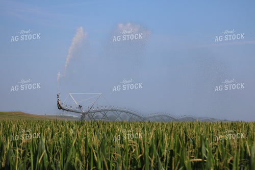 Irrigating Mid-Season Corn Field 82476