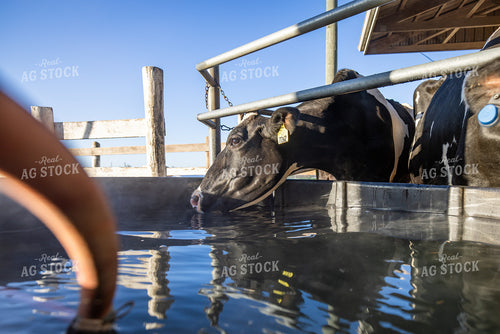 Holstein Cattle Drinking from Water Trough 270510