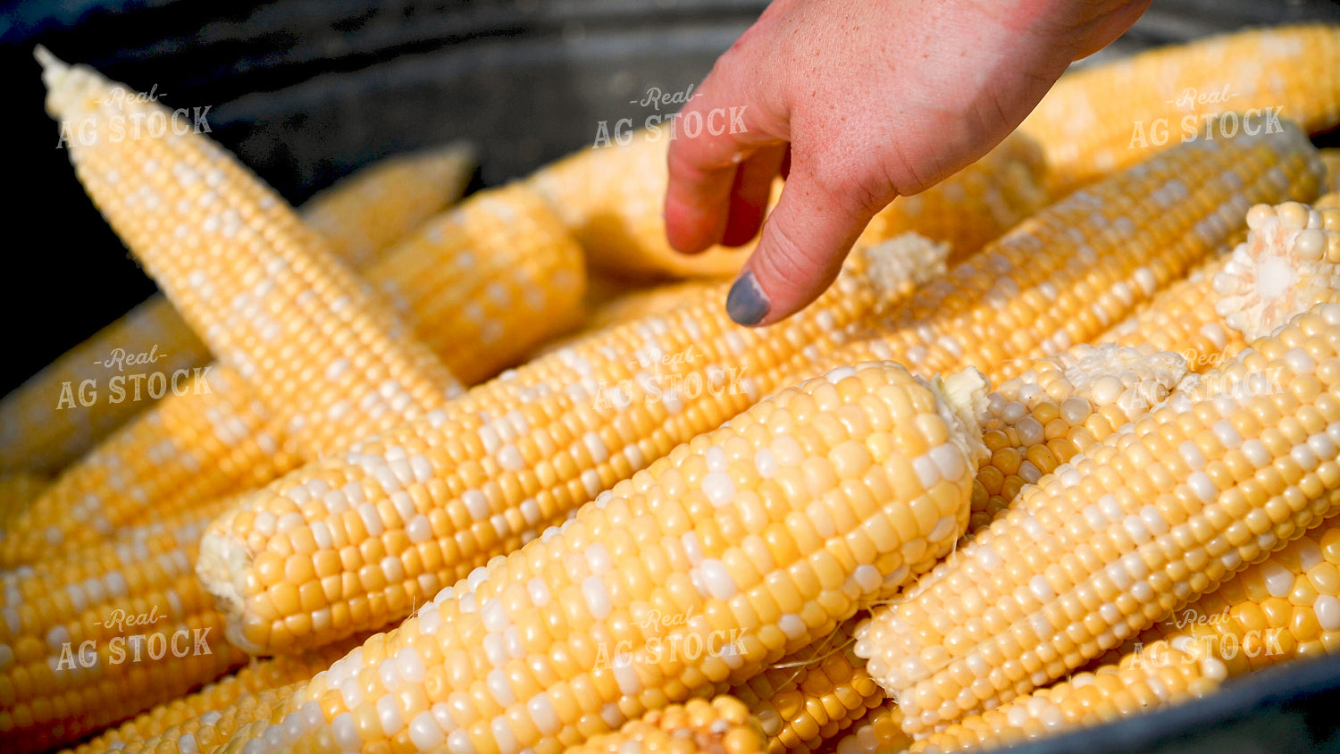 Sweet Corn 25273