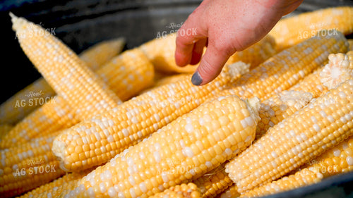 Sweet Corn 25273