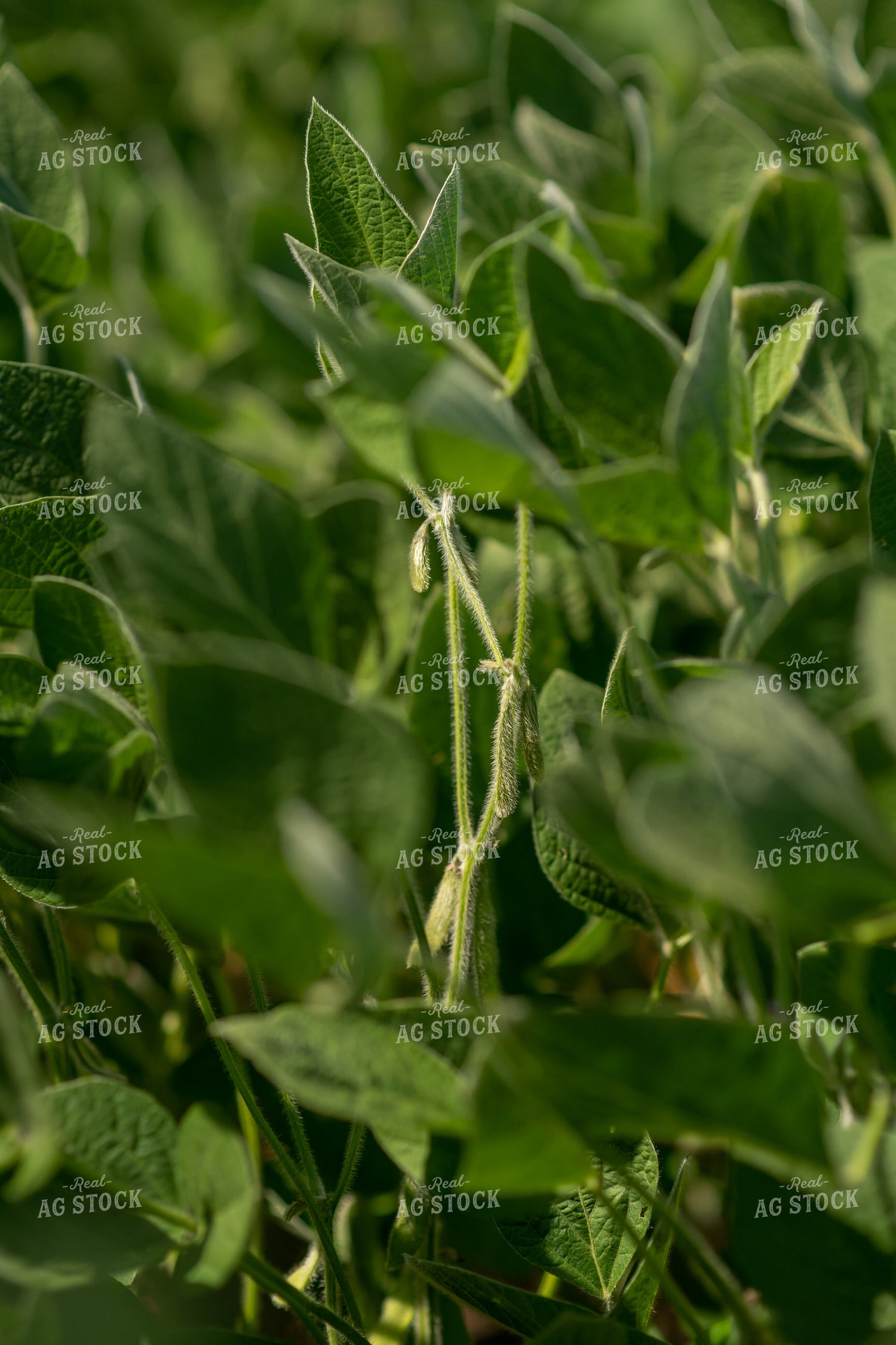 Midseason Soybeans 76667