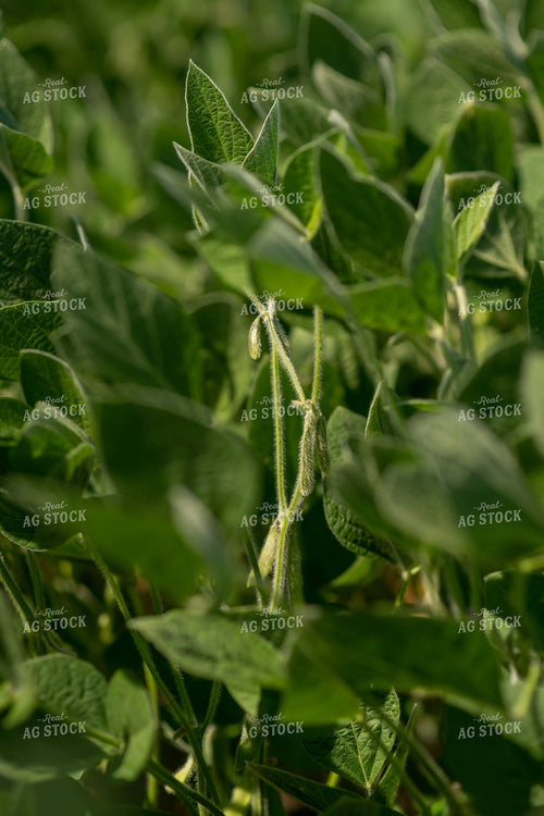 Midseason Soybeans 76667