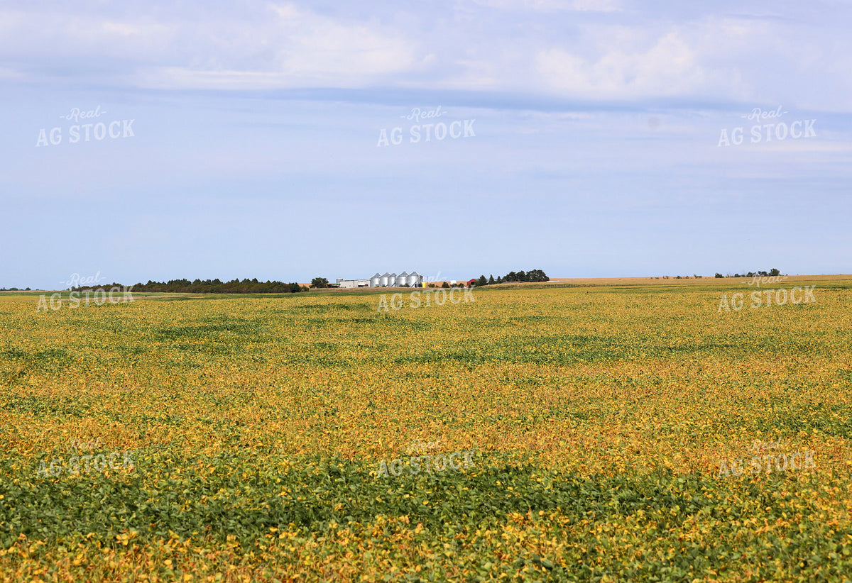 Soybean Field 141770