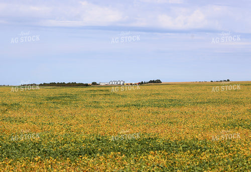 Soybean Field 141770