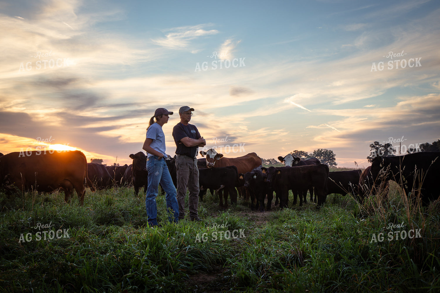 Father and Daughter Cattle Producers Checking Herd 268372