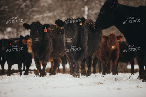 Angus Cattle in Snowy Pasture 3765