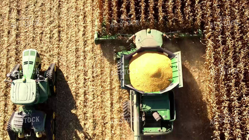 Corn Harvest 287023