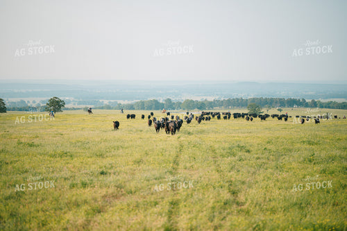 Angus Cattle in Grassy Pasture 125135