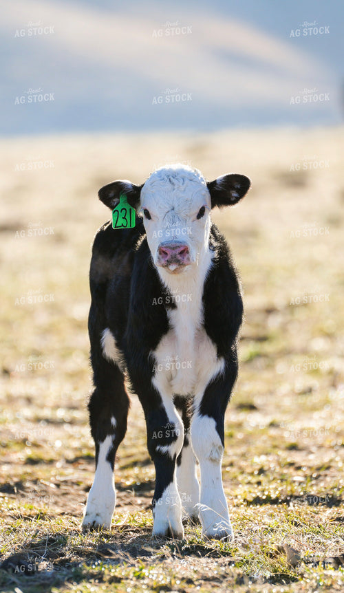Black Baldy Calf 293000