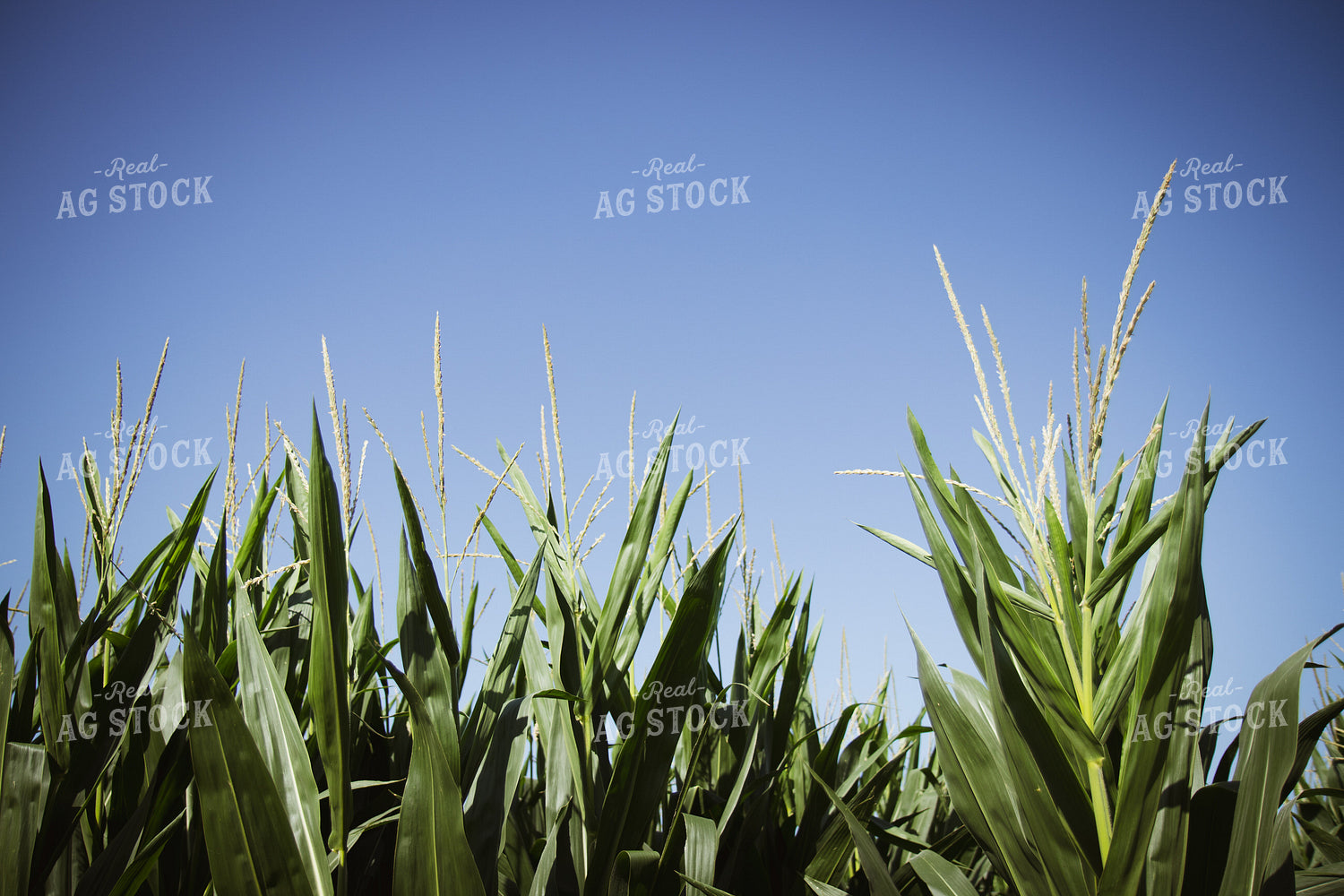 Mid-Season Corn Field 268154
