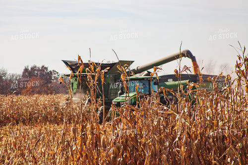 Corn Harvest 150024