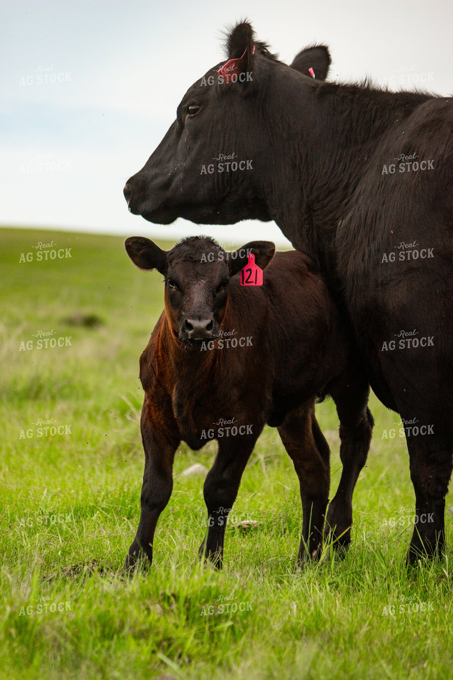 Angus Cow Calf Pair 155210