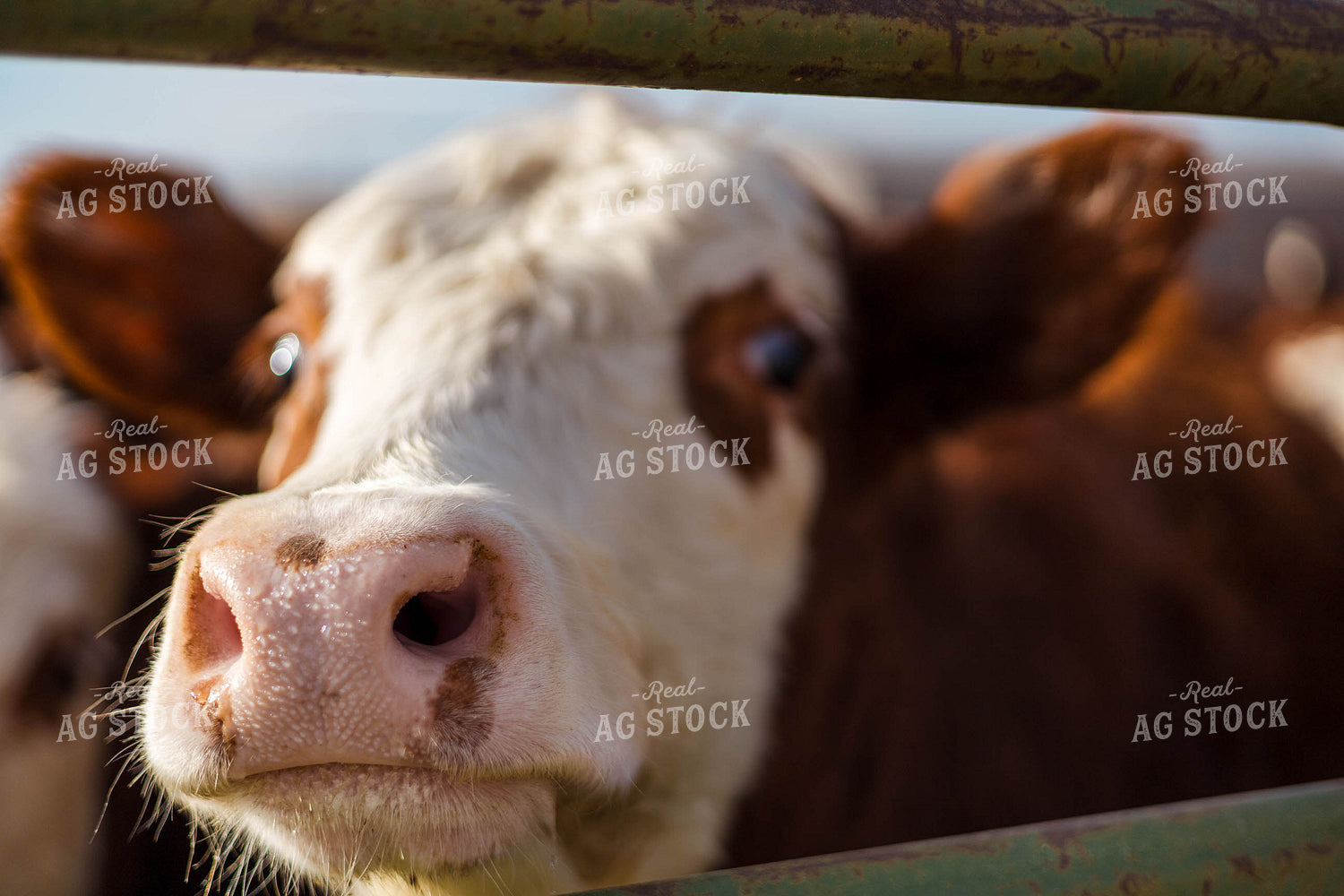 Cow Nose Close Up 97262