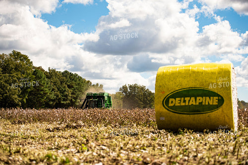 Cotton Harvest 136117