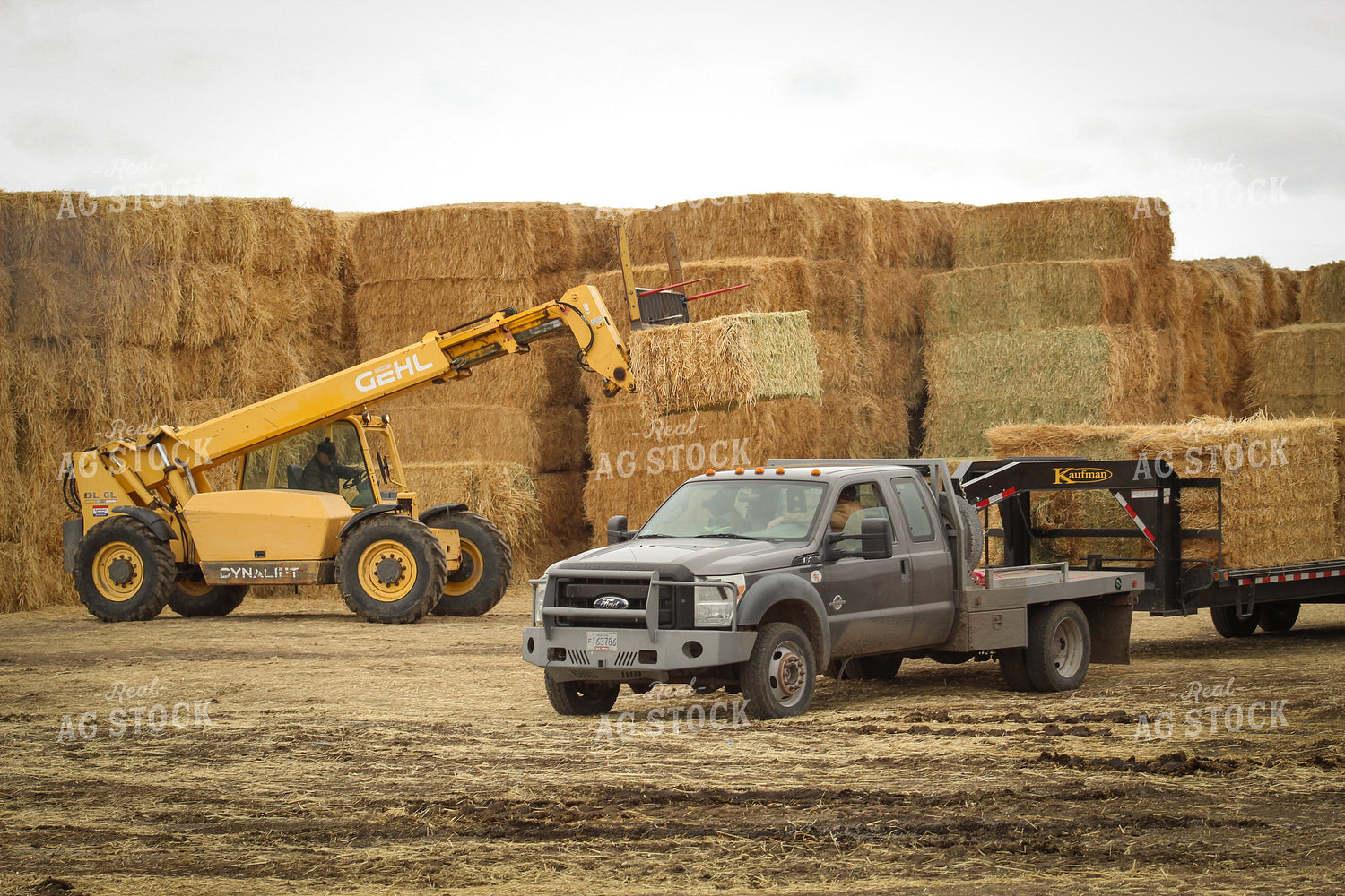 Loading Hay with Telehandler for Feeding Cattle 78116