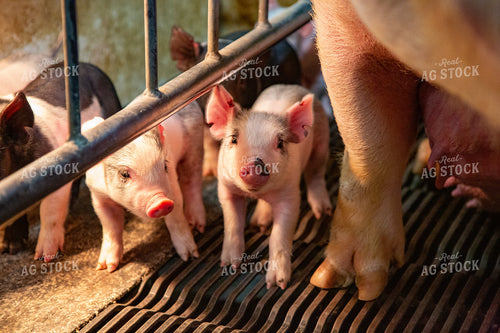 Piglets 90107