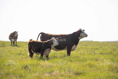 Hereford Cow Calf Pair 212114
