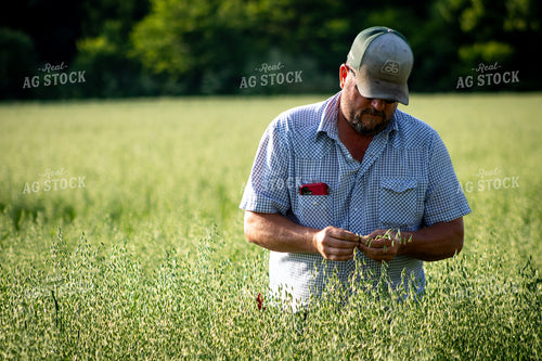 Farmer Checking Oats 214226