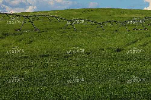 Irrigated Wheat Field 82243