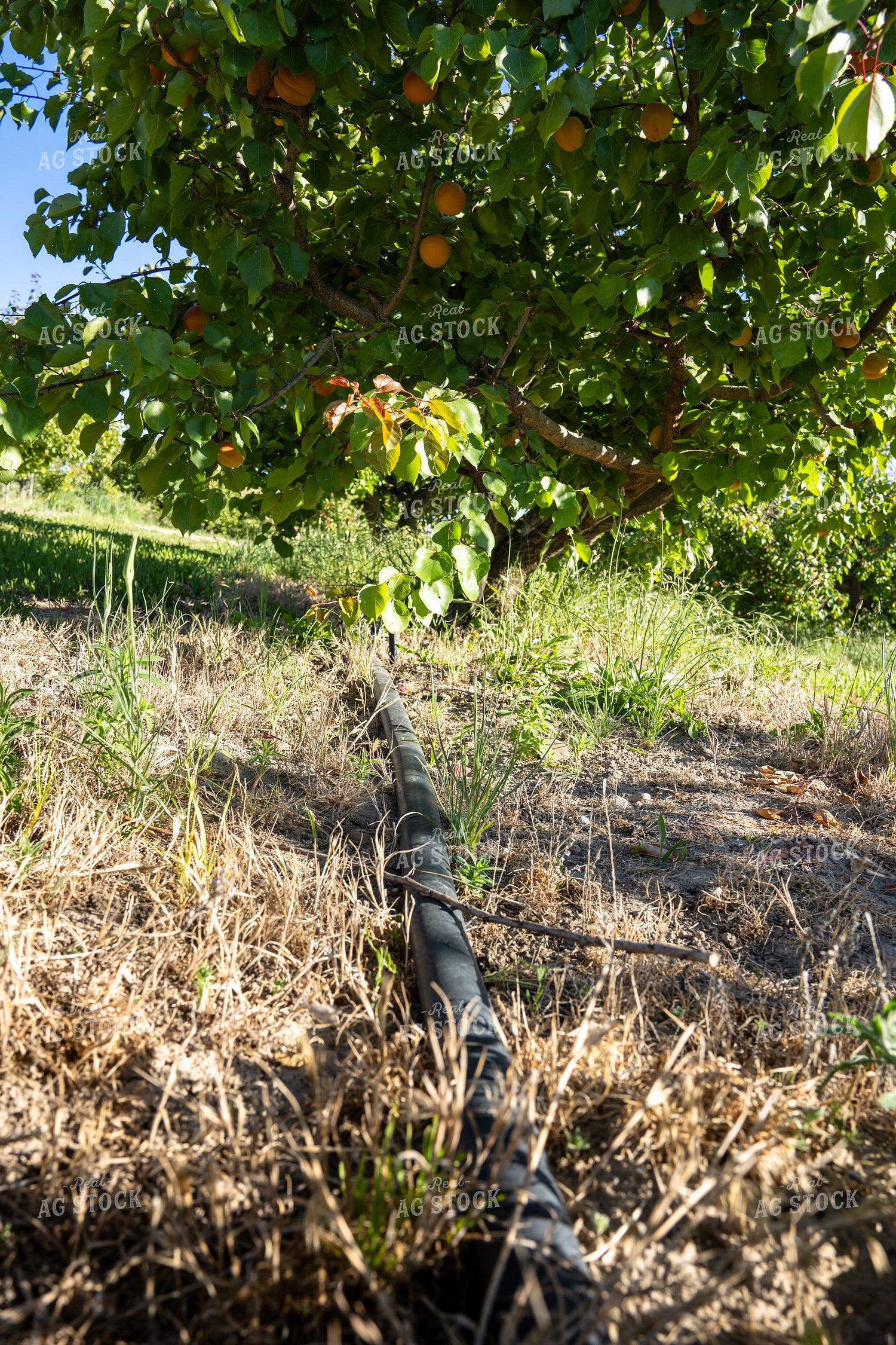 Apricot Orchard With Irrigation 65782