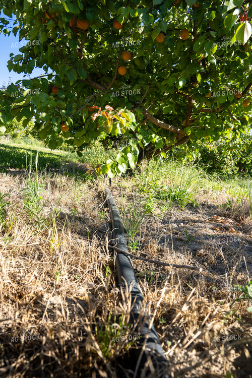 Apricot Orchard With Irrigation 65782