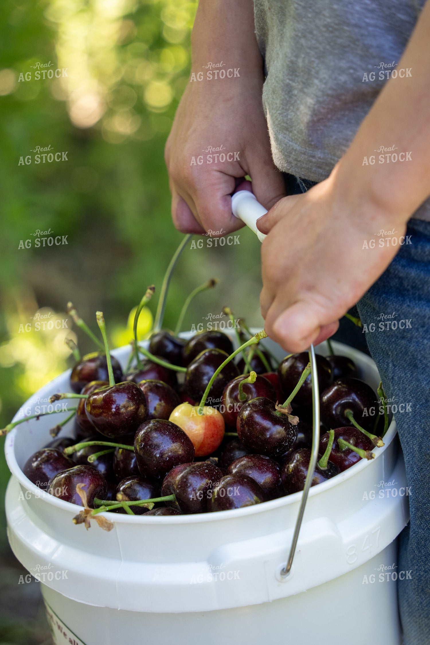 Harvested Cherries in Bucket 65775