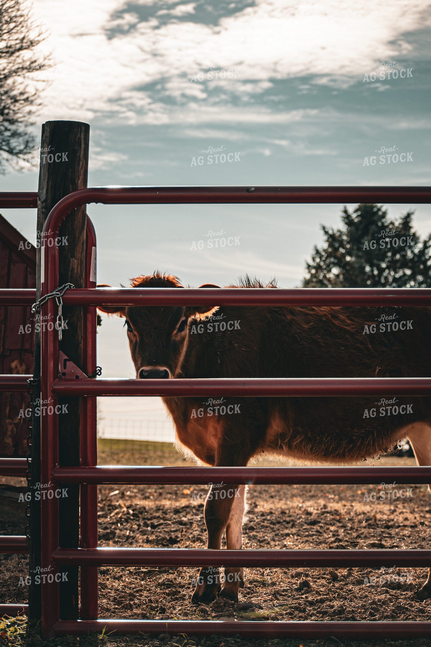 Jersey Calf 166011
