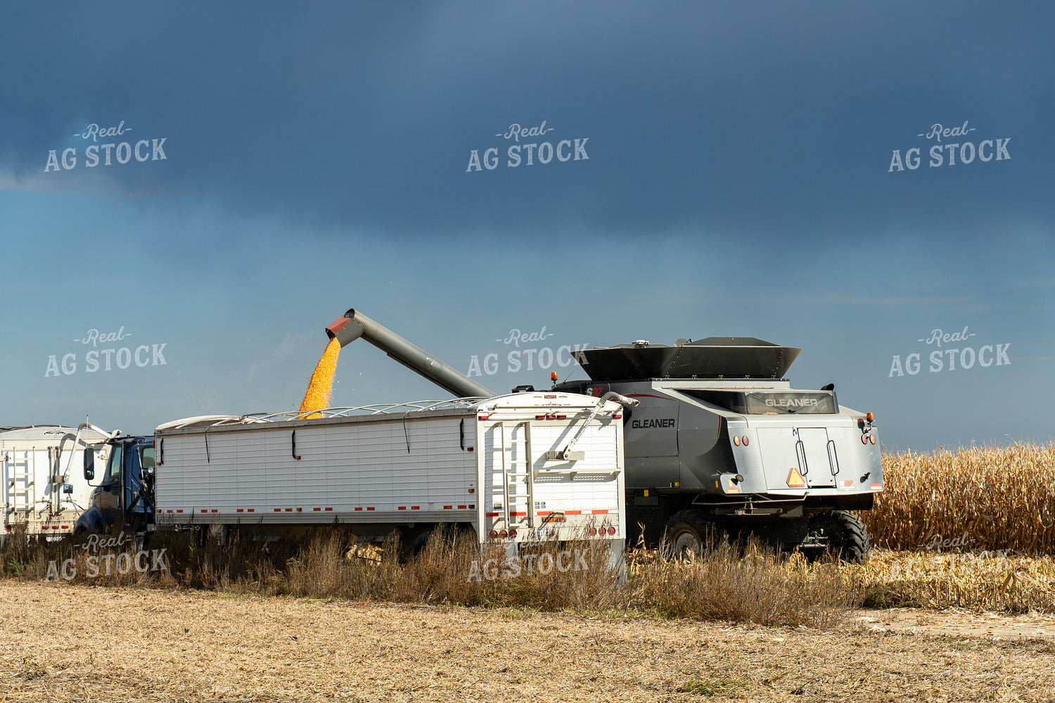 Corn Harvest 65824
