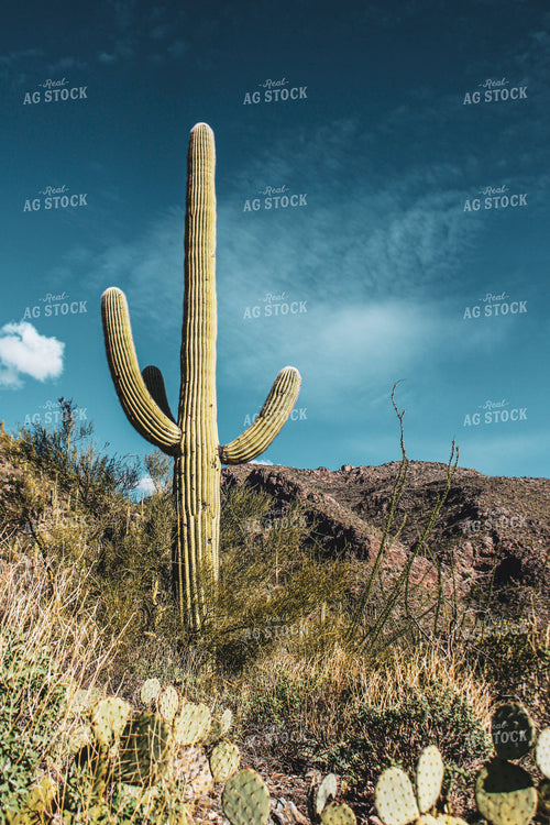 Desert Landscape Cactus 58004