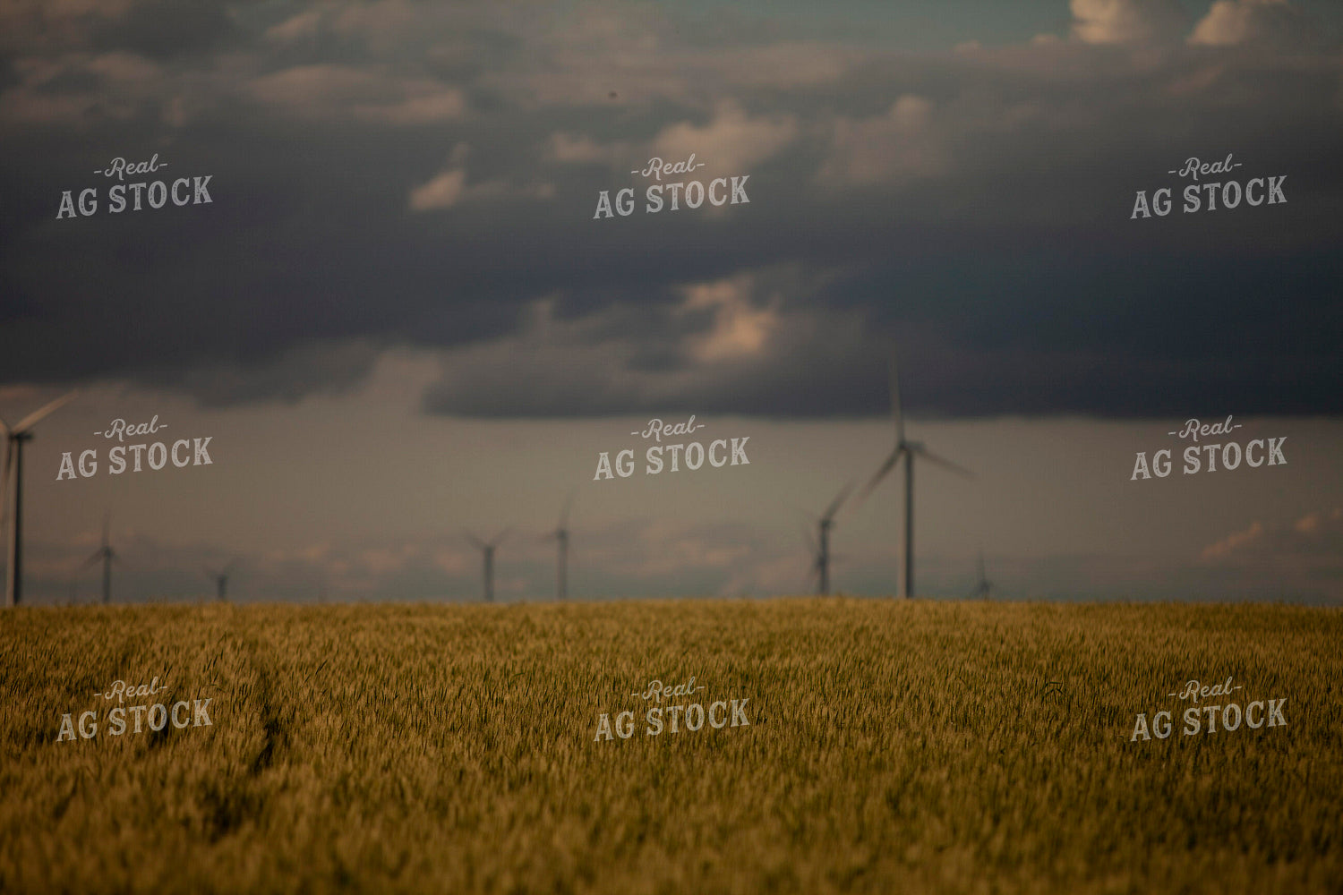 Wheat 2197
