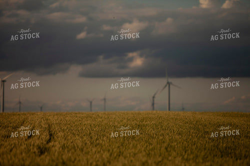 Wheat 2197
