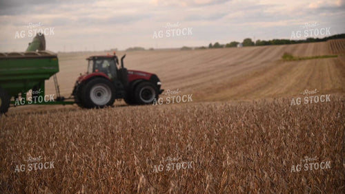 Close up of Combine Reel Harvesting Soybeans - 501