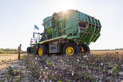 Baling Cotton 79418