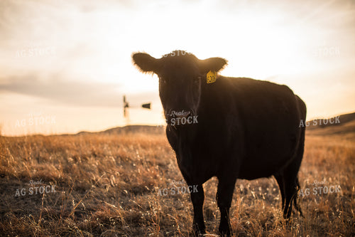 Angus Cattle on Pasture 147002