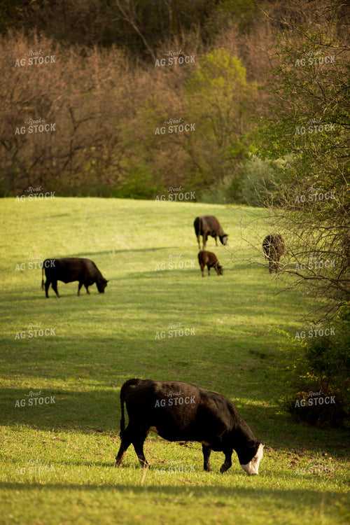 Calf - Charolais and Angus Cross 5