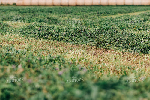 Raked Clover 61043