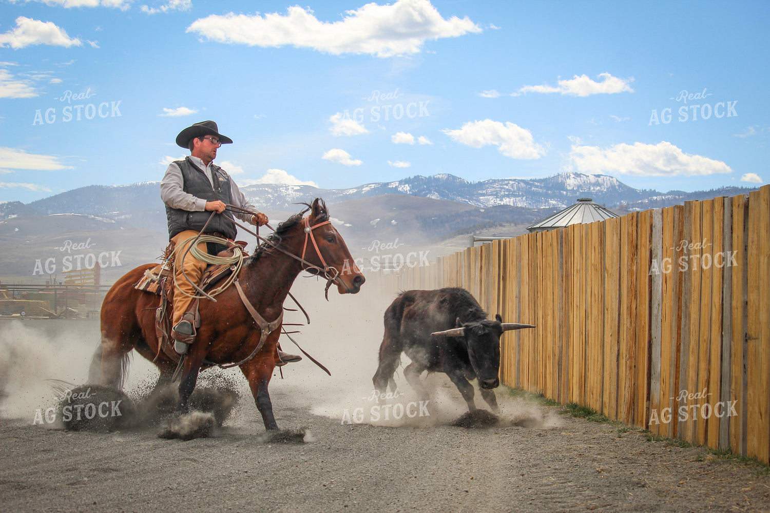 Male Rancher on Horse Chasing Cow 78062