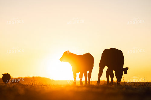 Calves at Sunset 68328