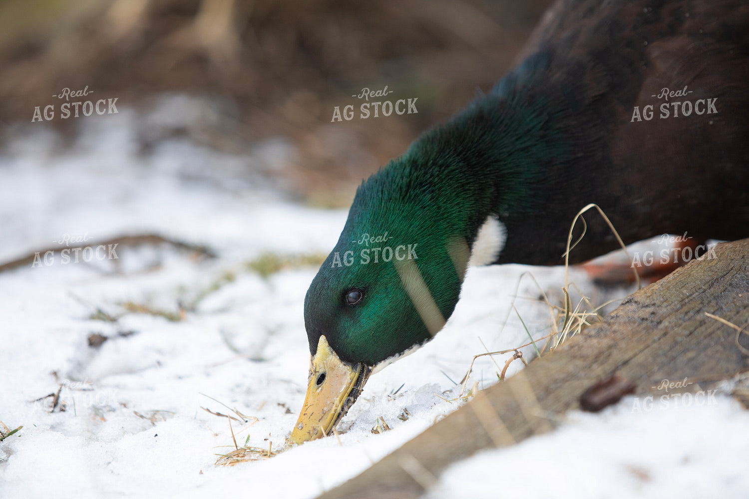 Duck in Snow 117479