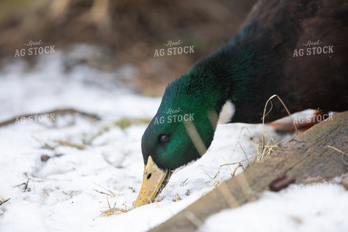 Duck in Snow 117479