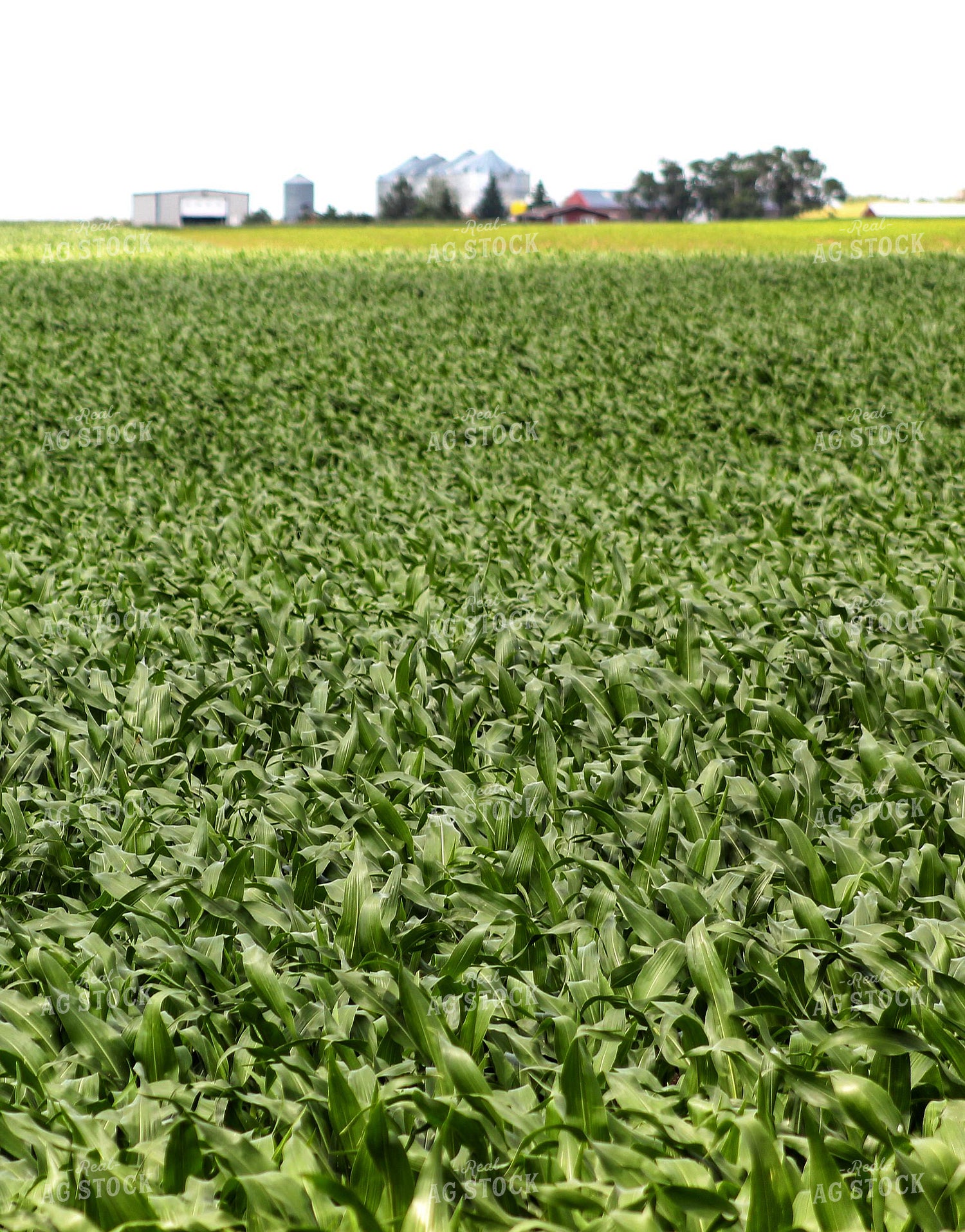 Midseason Corn Field 141317