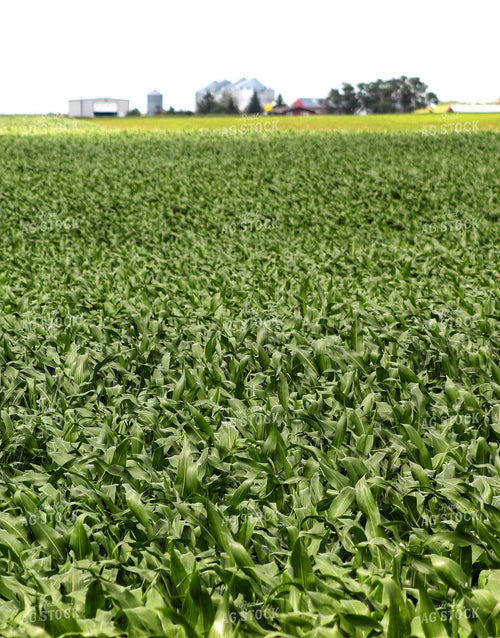 Midseason Corn Field 141317