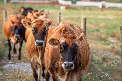 Jersey Cows Heading to Pasture 270159